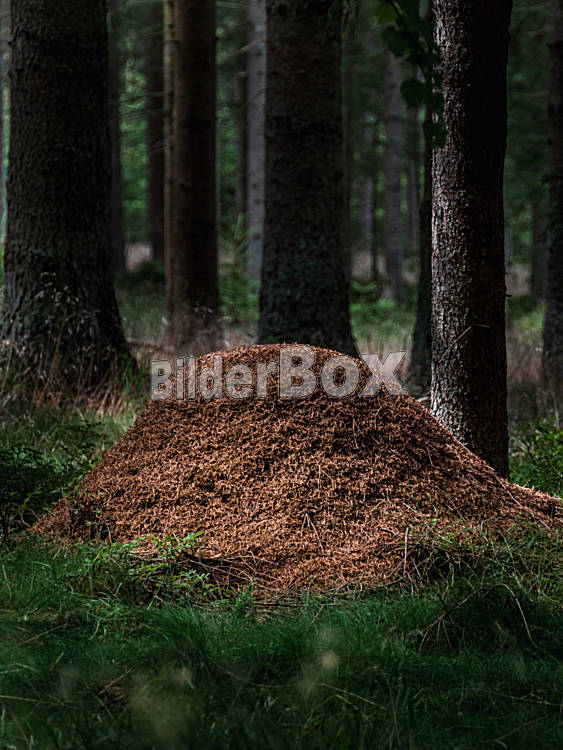 Ameisenhaufen im Wald - Bilderbox Bildagentur GmbH