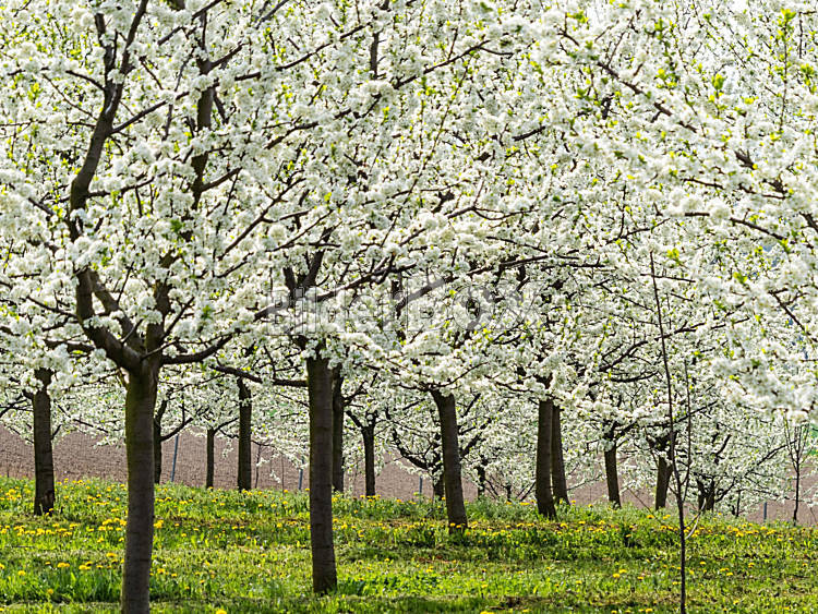 59+ Welche Obstbäume Im Frühjahr Pflanzen, Als jungpflanzen