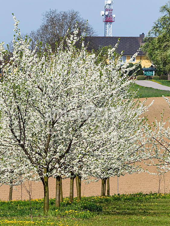 32+ Obstbäume Frühjahr Pflanzen, Ein obstbaum im garten ist ein.